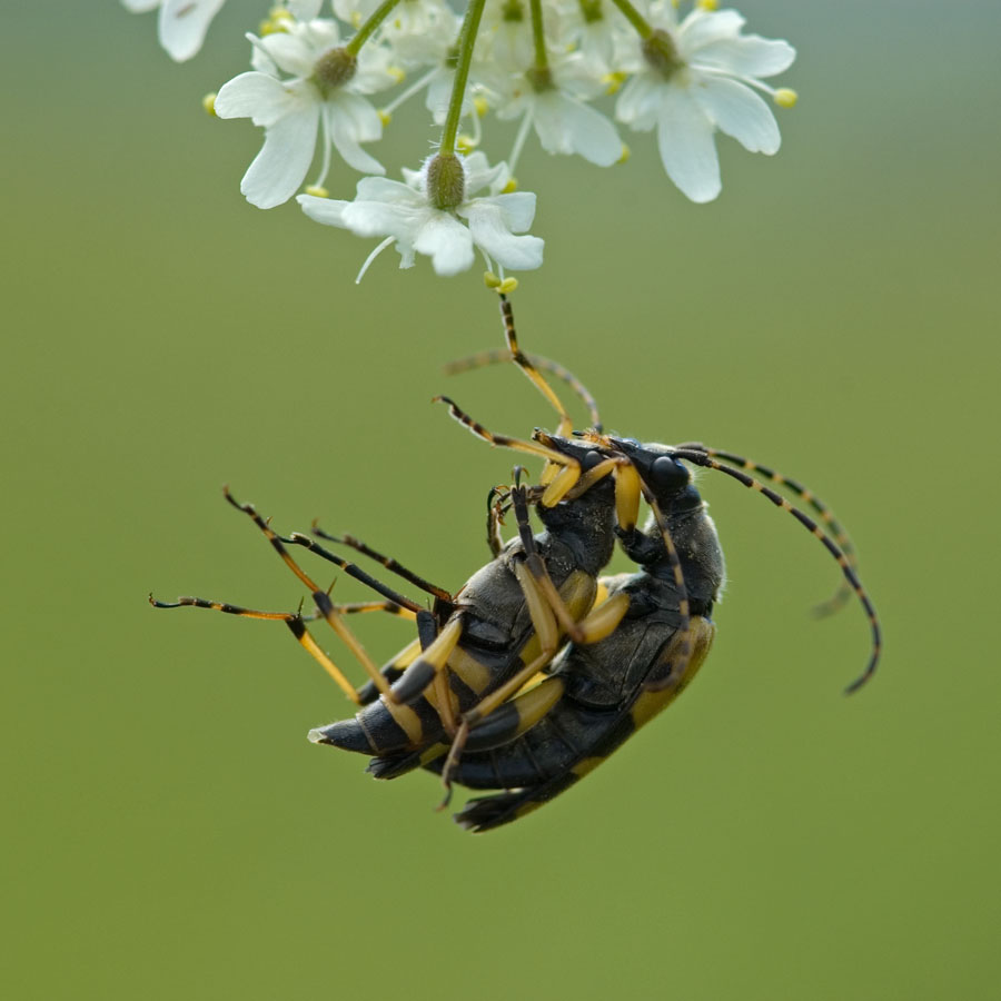 Leptura maculata